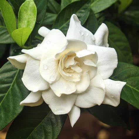 White Fragrant Gardenia Live Plant 2 Gallon Pot V41192