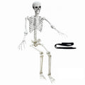 5.4Ft Poseable Life Size Human Skeleton with Rope Z398635