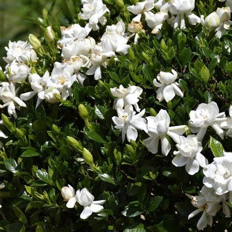 White Fragrant Gardenia Live Plant 2 Gallon Pot V41192