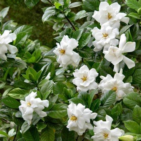 White Fragrant Gardenia Live Plant 2 Gallon Pot V41192