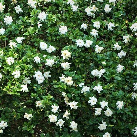 White Fragrant Gardenia Live Plant 2 Gallon Pot V41192
