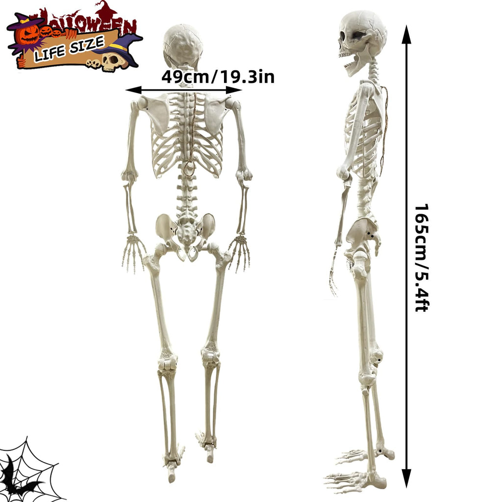 5.4Ft Poseable Life Size Human Skeleton with Rope Z398635