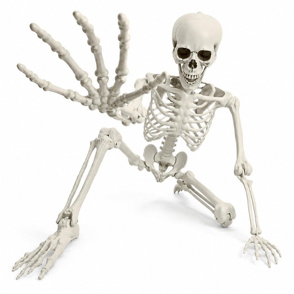 Life Size Posable Skeleton V809408