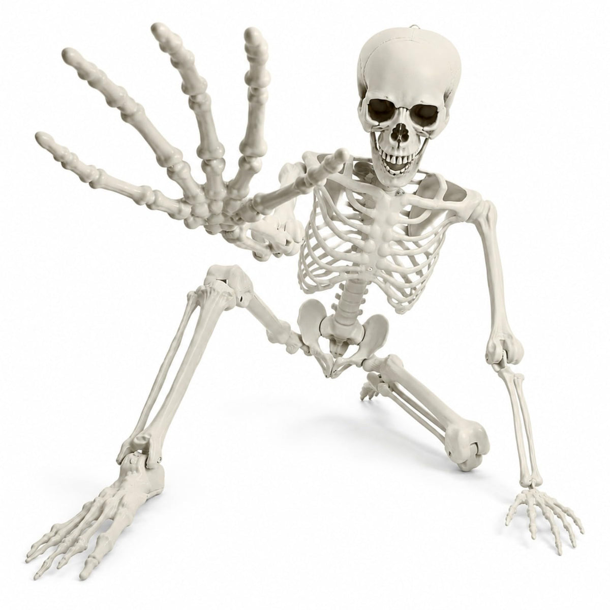Life Size Posable Skeleton V809408