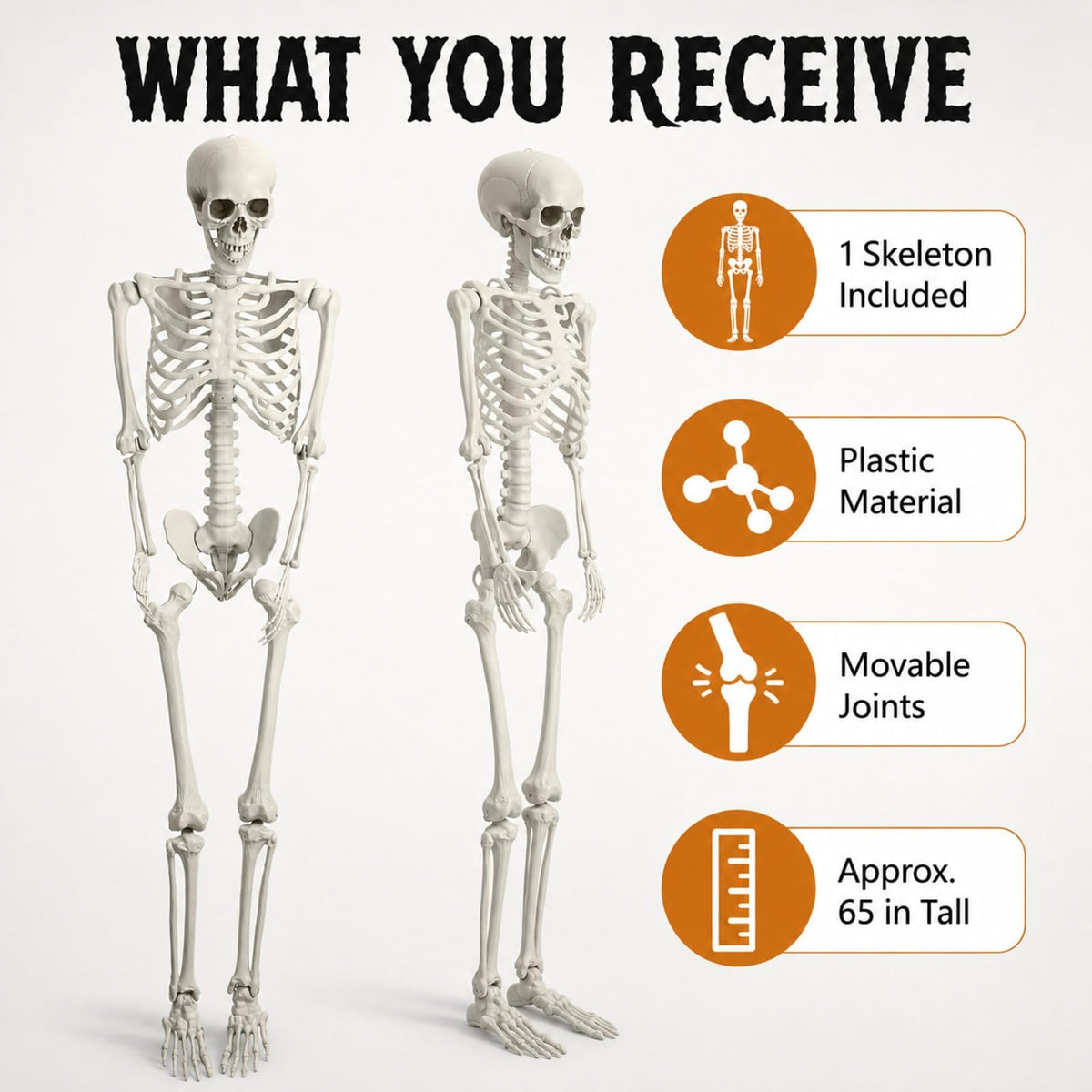 Life Size Posable Skeleton V809408