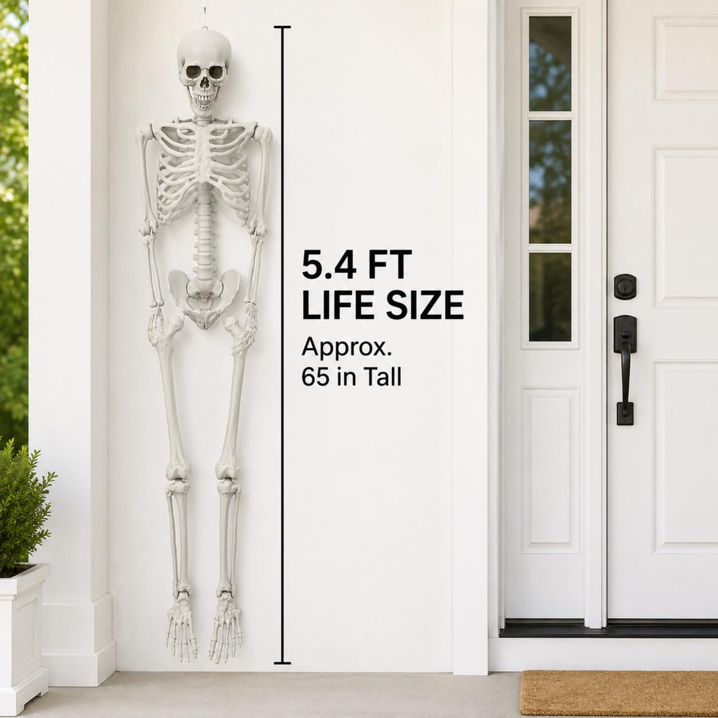 Life Size Posable Skeleton V809408