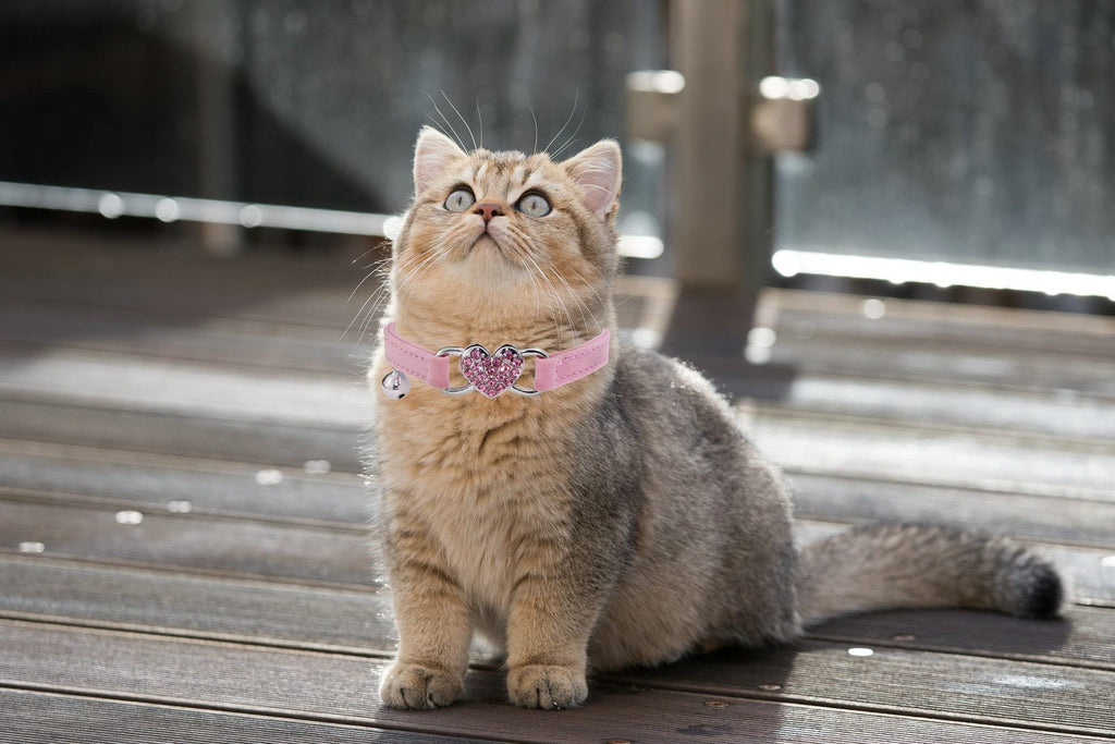 Pink Cat Collar with Safety Belt and Bell K179