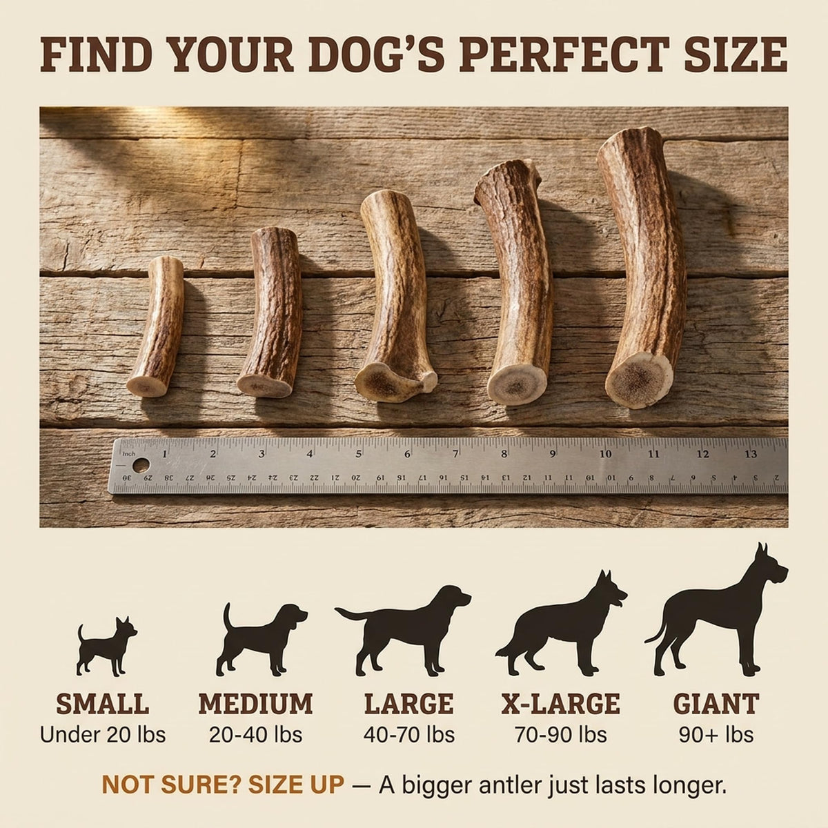 Deer Antler Dog Chew XL 8-10 in Z5429