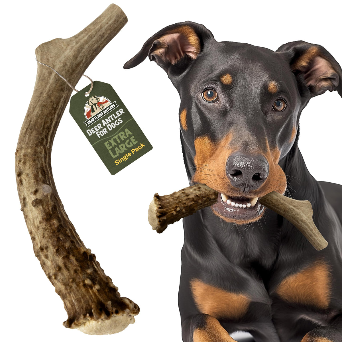 Deer Antler Dog Chew XL 8-10 in Z5429